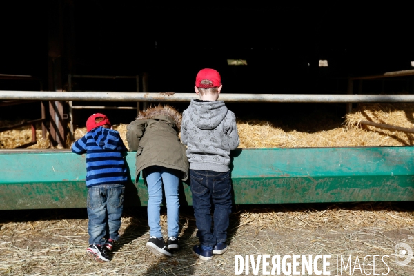 Transhumance et fête de la laine