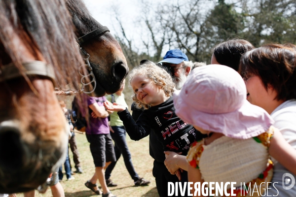 Transhumance et fête de la laine