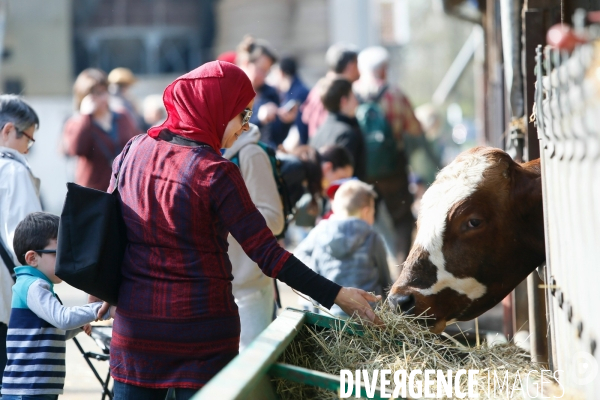 Transhumance et fête de la laine