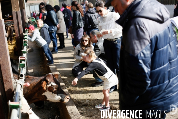 Transhumance et fête de la laine