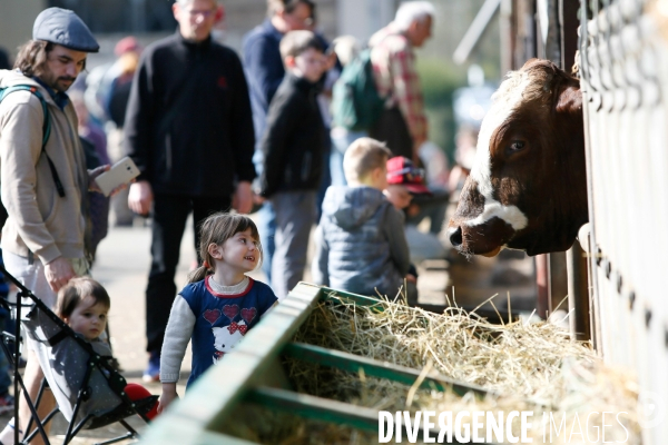 Transhumance et fête de la laine