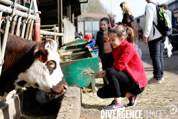 Transhumance et fête de la laine