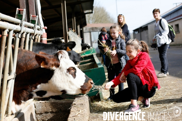 Transhumance et fête de la laine