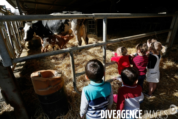 Transhumance et fête de la laine