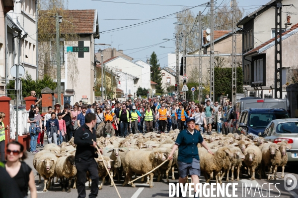 Transhumance et fête de la laine