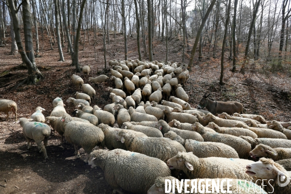 Transhumance et fête de la laine