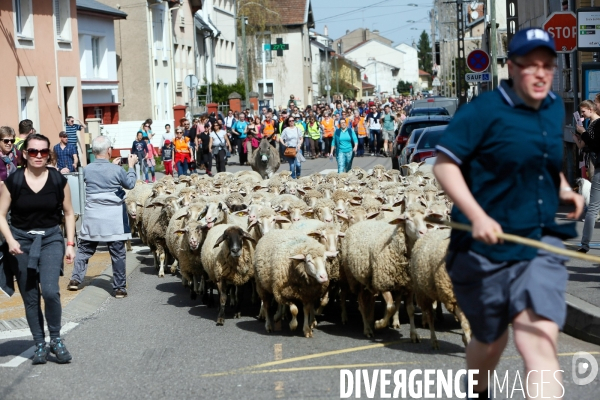 Transhumance et fête de la laine