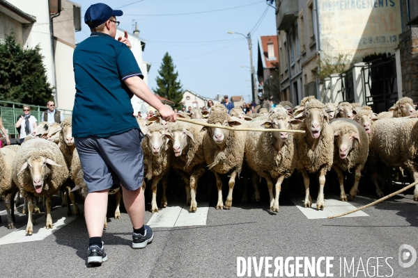 Transhumance et fête de la laine