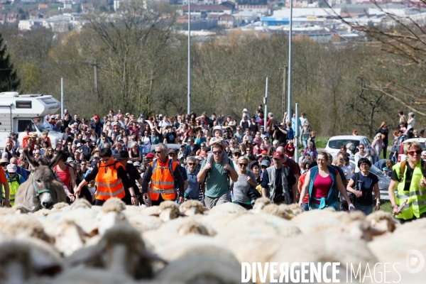 Transhumance et fête de la laine