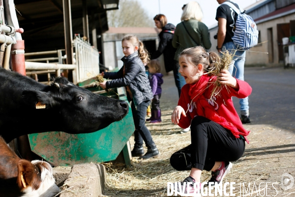 Transhumance et fête de la laine