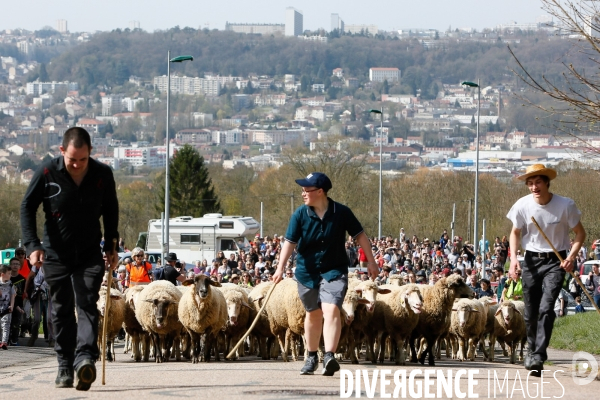 Transhumance et fête de la laine