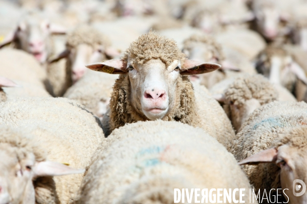 Transhumance et fête de la laine