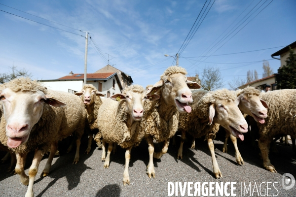 Transhumance et fête de la laine