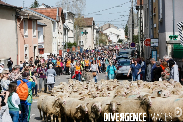 Transhumance et fête de la laine