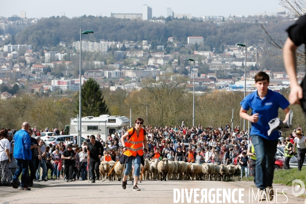 Transhumance et fête de la laine