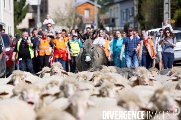 Transhumance et fête de la laine