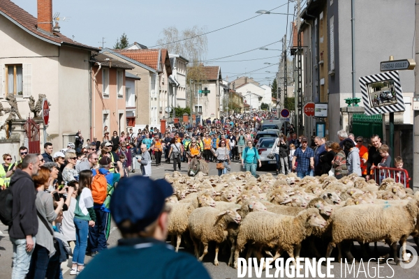 Transhumance et fête de la laine