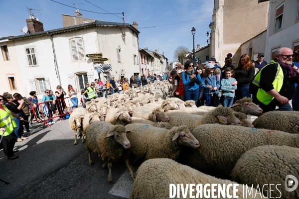 Transhumance et fête de la laine