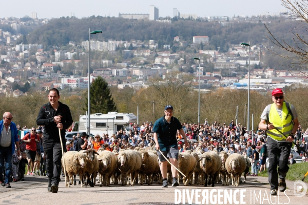 Transhumance et fête de la laine