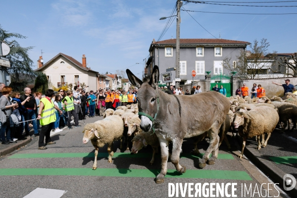 Transhumance et fête de la laine