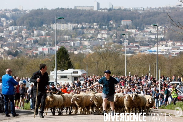 Transhumance et fête de la laine