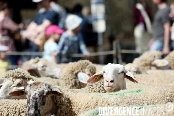 Transhumance et fête de la laine