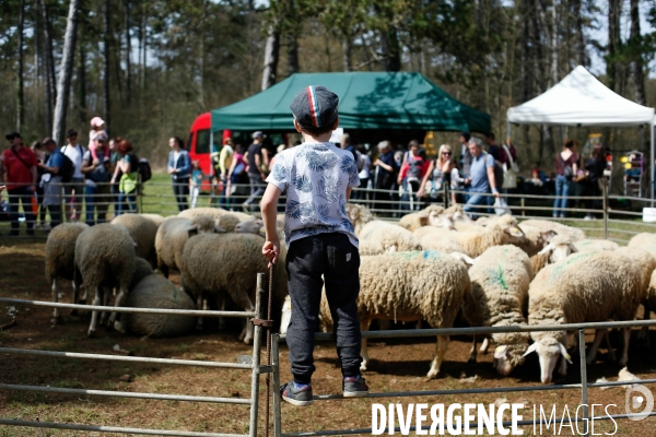 Transhumance et fête de la laine