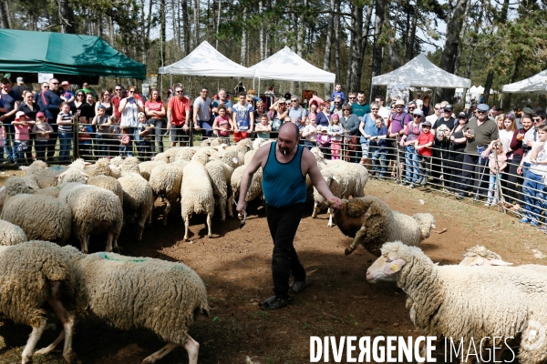 Transhumance et fête de la laine