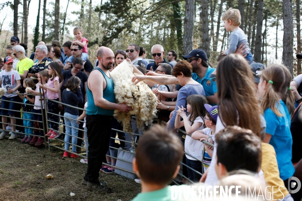 Transhumance et fête de la laine