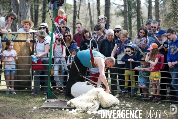 Transhumance et fête de la laine