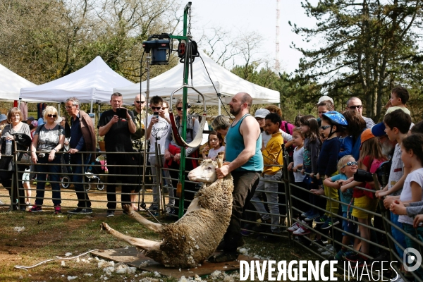 Transhumance et fête de la laine