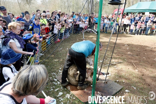 Transhumance et fête de la laine