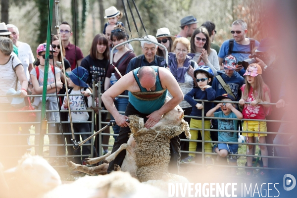 Transhumance et fête de la laine