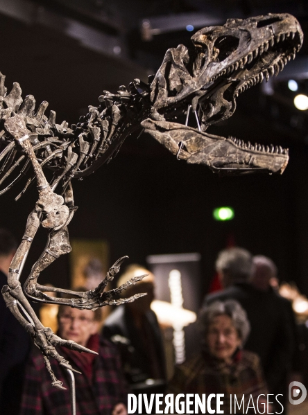 Un squelette d allosaure vendu 1 407 700 € à l Hôtel Drouot