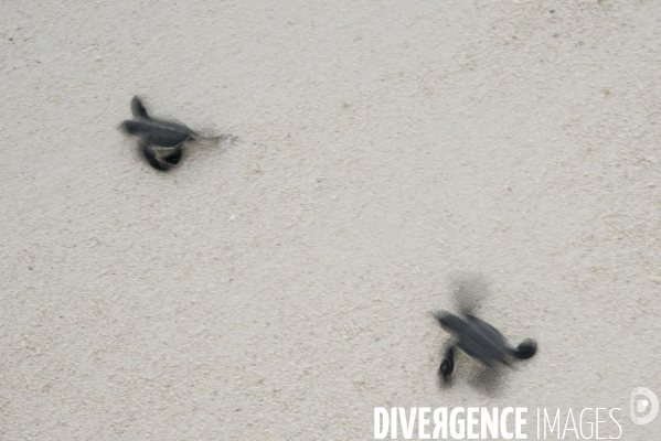 Bébés tortues rejoignant la mer après l éclosion