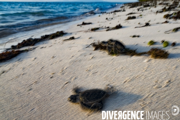 Bébés tortues rejoignant la mer après l éclosion