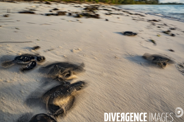 Bébés tortues rejoignant la mer après l éclosion