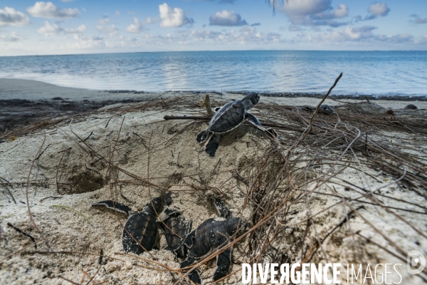 Emergence des bébés tortues à Tetiaroa