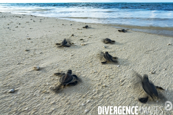 Bébés tortues rejoignant la mer après l éclosion