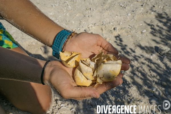 Oeufs éclos de tortues marines à Tetiaroa