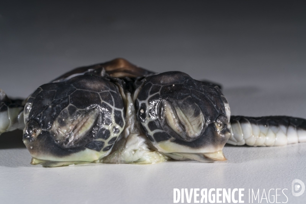 Bébé tortue atteint de bicéphalie