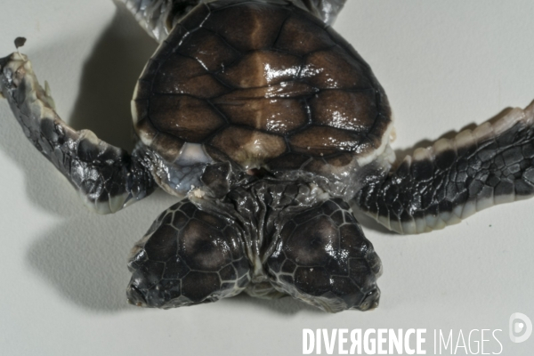 Bébé tortue atteint de bicéphalie