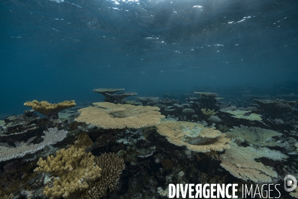 Récifs coralliens du chenal de Taravai
