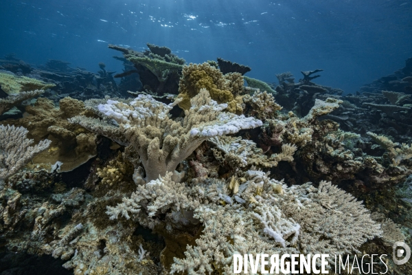 Récifs coralliens du chenal de Taravai