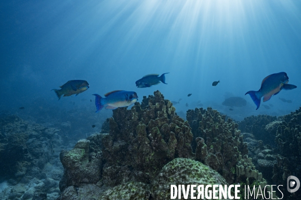 Poissons perroquet bleus Chlorurus microrhinos