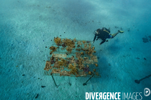 Table à coraux dans le lagon de Moorea
