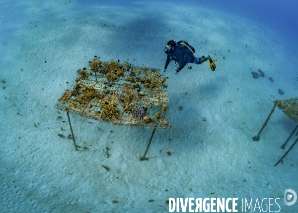 Table à corail