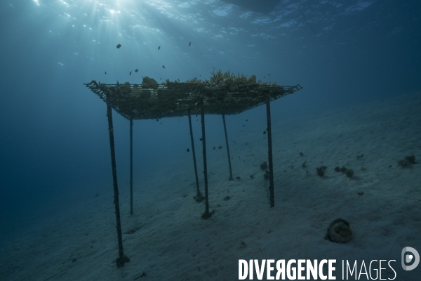 Table à coraux dans le lagon de Moorea