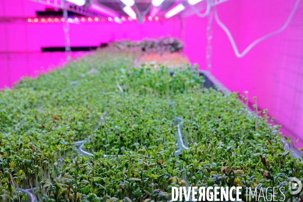 La Caverne, la premiere ferme urbaine dans un parking souterrain