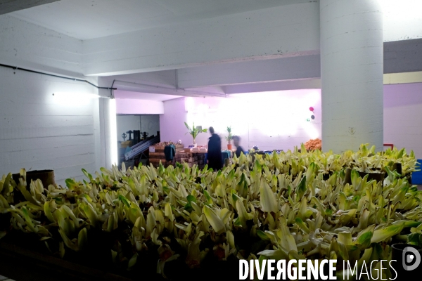 La Caverne, la premiere ferme urbaine dans un parking souterrain